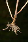 Purpleplume flatsedge